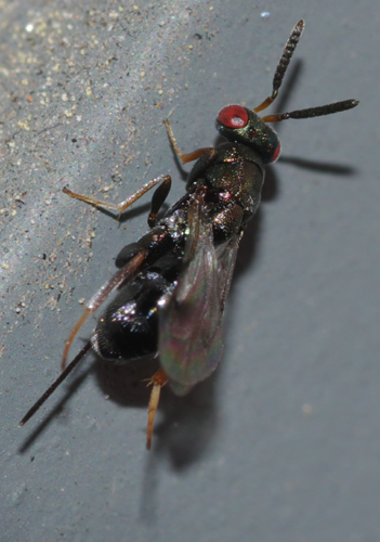Chalcidoidea: forse Pteromalidae